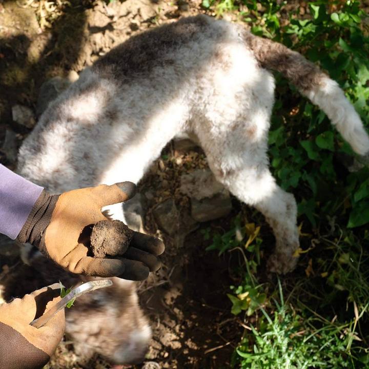 Truffle Hunting in Naxos